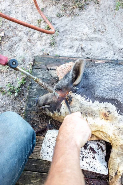 Verbrennung Eines Hausschweins Vor Dem Schneiden Entfernung Von Schweinshaaren — Stockfoto