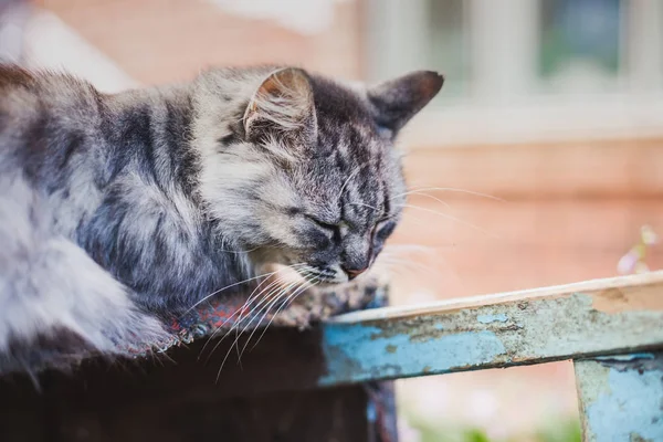 Schöne Graue Ländliche Katze Auf Dem Land — Stockfoto