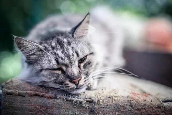 Bellissimo Gatto Rurale Grigio Campagna — Foto Stock