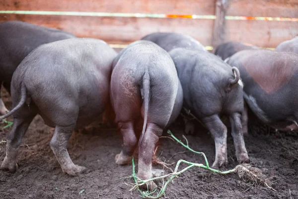 Маленькі Чорні Свині Їдять Нори Вид Ззаду — стокове фото