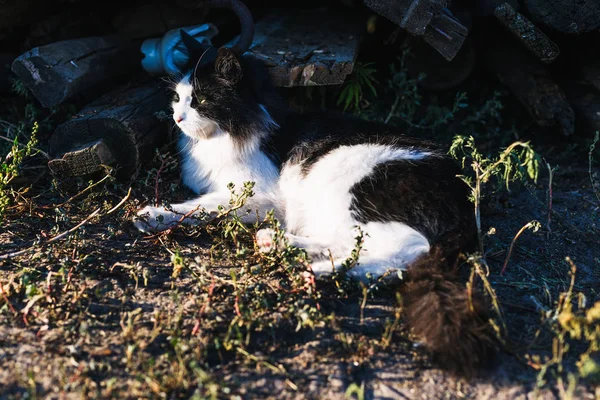 Schöne Schwarz Weiße Katze Liegt Auf Dem Boden — Stockfoto