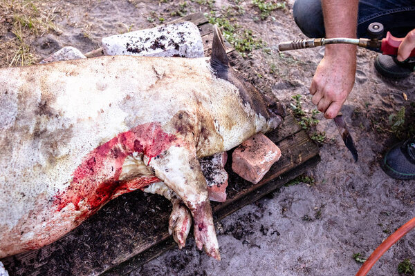 Burning a domestic pig before cutting. Removal of pig hair.