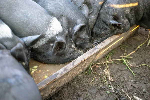 Pequenos Porcos Pretos Comem Cocho Madeira — Fotografia de Stock