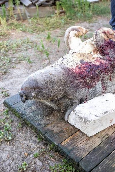 Quemar Cerdo Doméstico Antes Cortar Eliminación Pelo Cerdo — Foto de Stock