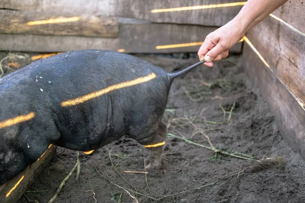 The hand holds the pig by the tail. A small black pig of Vietnamese breed on the farm.