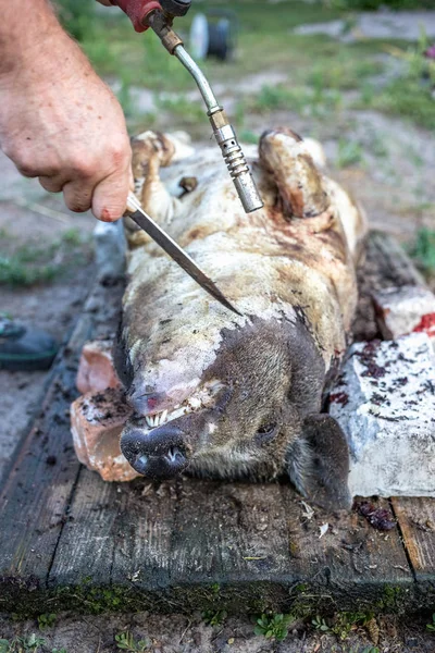 切断する前に国内の豚の書き込み 豚毛の除去 — ストック写真