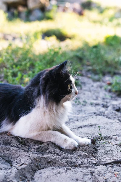 Schöne Schwarz Weiße Katze Liegt Auf Dem Boden — Stockfoto