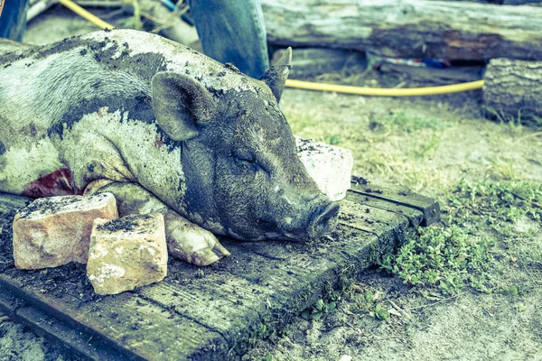 Queimar Porco Doméstico Antes Cortar Remoção Pêlos Porco — Fotografia de Stock