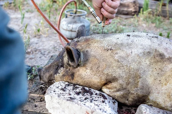 Queimar Porco Doméstico Antes Cortar Remoção Pêlos Porco — Fotografia de Stock