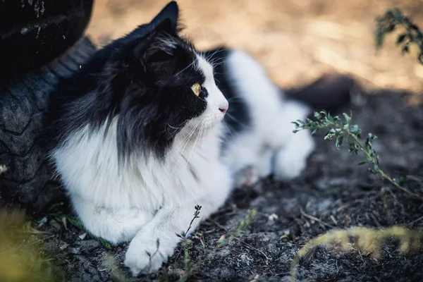 Schöne Schwarz Weiße Katze Liegt Auf Einem Bauernhof Der Nähe — Stockfoto