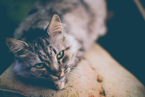 Gyönyörű Szürke Vidéki Macska Vidéken — Stock Fotó