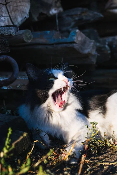 Vacker Svart Och Vit Katt Ligg Marken — Stockfoto