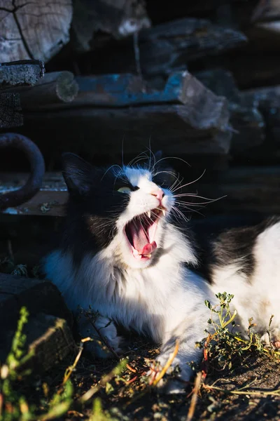 Beau Chat Noir Blanc Couché Sur Sol — Photo