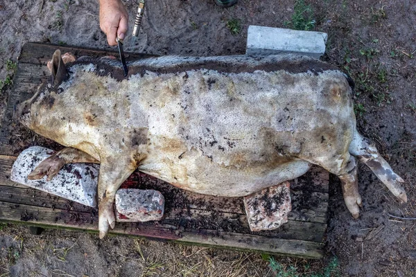 Queimar Porco Doméstico Antes Cortar Remoção Pêlos Porco — Fotografia de Stock