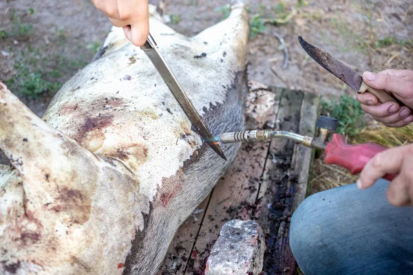 Queimar Porco Doméstico Antes Cortar Remoção Pêlos Porco — Fotografia de Stock