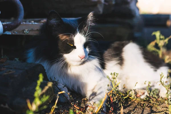 Schöne Schwarz Weiße Katze Liegt Auf Dem Boden — Stockfoto