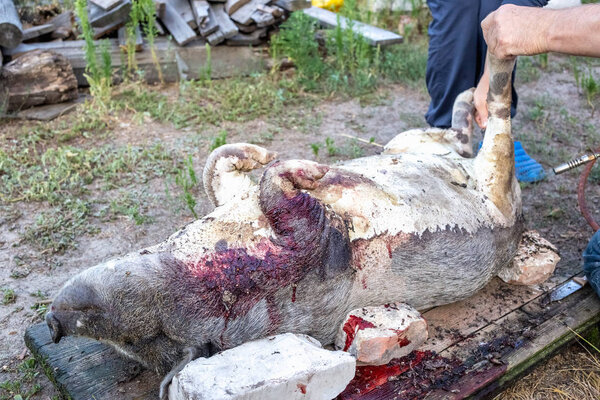 Burning a domestic pig before cutting. Removal of pig hair.