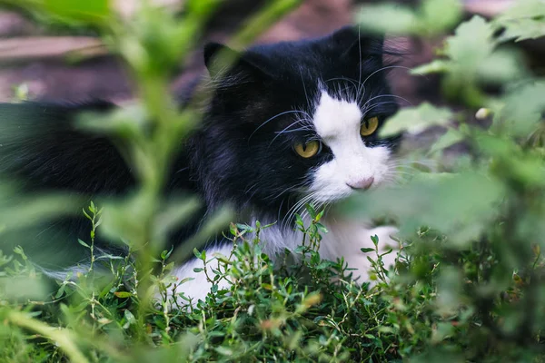 Beautiful Black White Cat Lie Groun — Stock Photo, Image