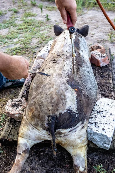 Queimar Porco Doméstico Antes Cortar Remoção Pêlos Porco — Fotografia de Stock