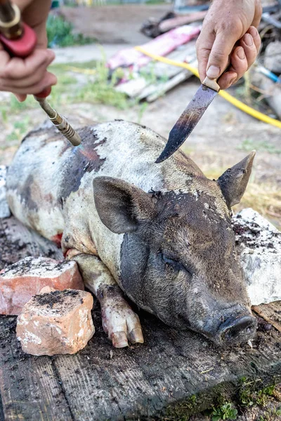 Queimar Porco Doméstico Antes Cortar Remoção Pêlos Porco — Fotografia de Stock