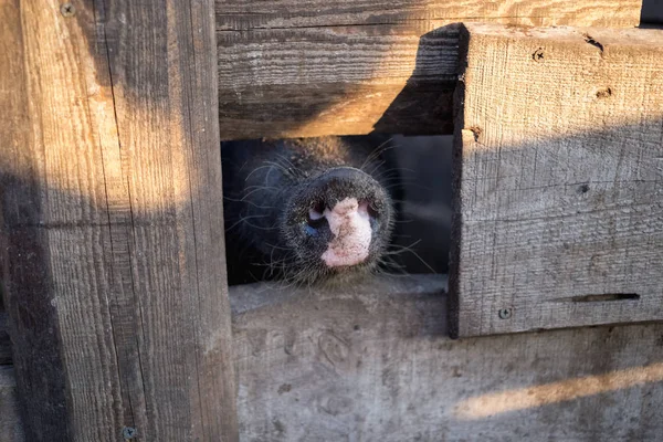 Nose Domestic Black Pig Fence Boards — Stock Photo, Image