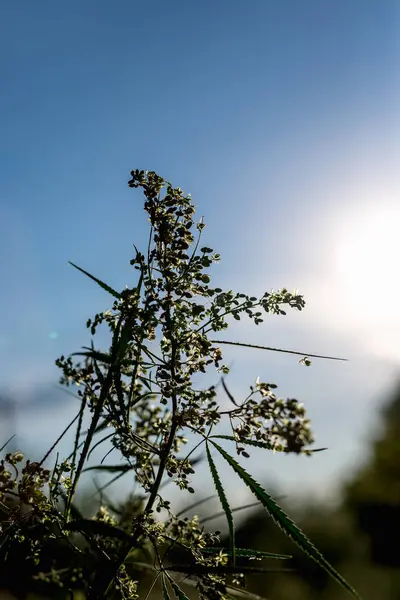 Rama Cannabis Marihuana Ganja Cáñamo Hermoso Árbol — Foto de Stock