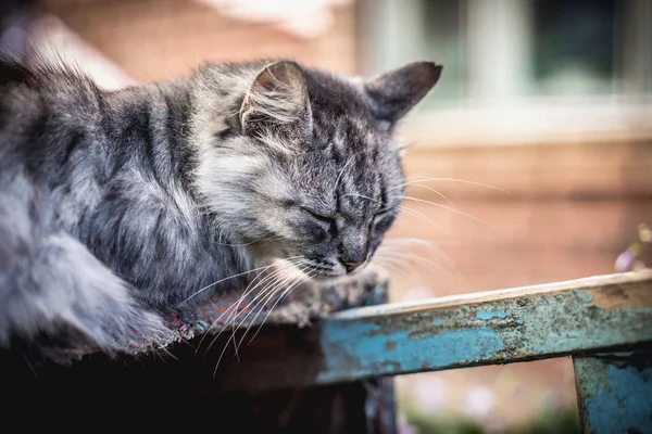 Schöne Graue Ländliche Katze Auf Dem Land — Stockfoto