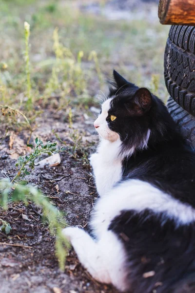 Schöne Schwarz Weiße Katze Liegt Auf Einem Bauernhof Der Nähe — Stockfoto