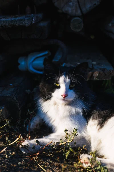 Черно Белая Кошка Лежит Земле — стоковое фото