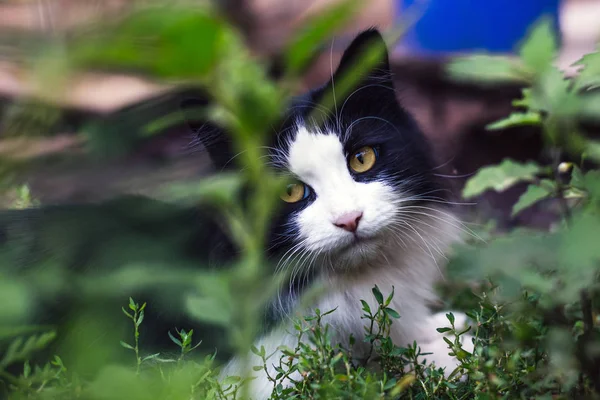 Schöne Schwarz Weiße Katze Liegt Auf Dem Boden — Stockfoto