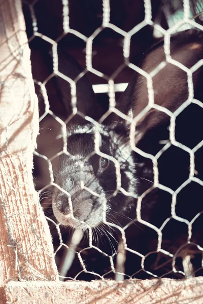 Rabbit Cage Breeding Domestic Animals — Stock Photo, Image