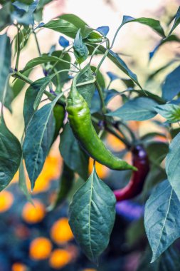 Bahçe içinde güzel biber.