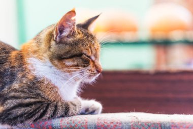 Bir güzel şirin kırmızı kedi portresi.