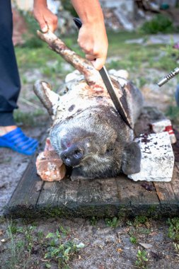 Aile içi domuz kesim önce yakıcı. Domuz saç kaldırılması.