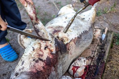 Aile içi domuz kesim önce yakıcı. Domuz saç kaldırılması.