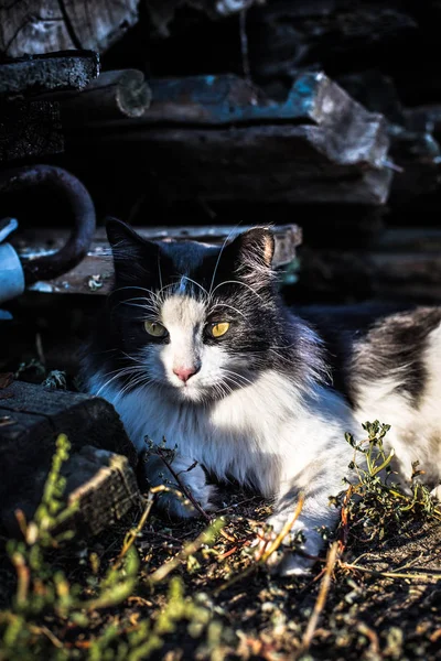 Güzel Siyah Beyaz Kedi Yalan Yere — Stok fotoğraf