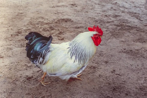 White Cock Ground Village Summer — Stock Photo, Image