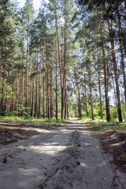 Gün batımında çam ormandaki yaşlı yol.
