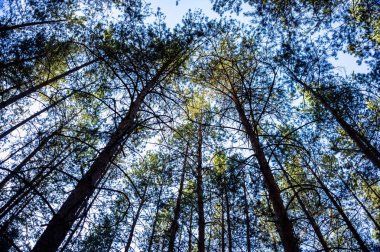 Bahar çam ormanda günbatımı.
