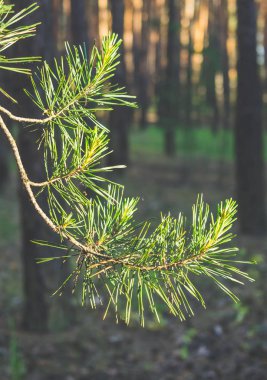 Sunset'teki ormandaki yeşil çam dalı.