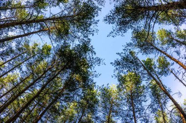 Yeşil orman arka planda güneşli bir gün. Çam ormanı içinde ararken.