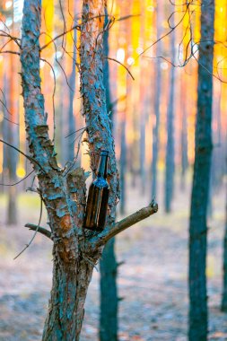 Kahverengi bira şişesi bir ağaç üzerinde bir çam ormanı içinde. Doğa, çevre kirliliğinin imha.