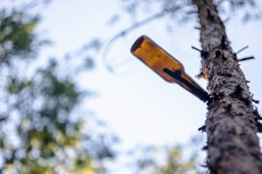 Bir ağaç dalı bir çam ormanı içinde asılı kirli bira şişesi.
