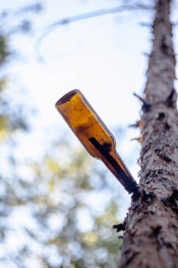 Bir ağaç dalı bir çam ormanı içinde asılı kirli bira şişesi.