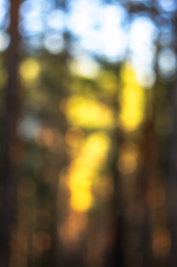 Tasarım için bokeh yaz orman arka plan bulanıklık.