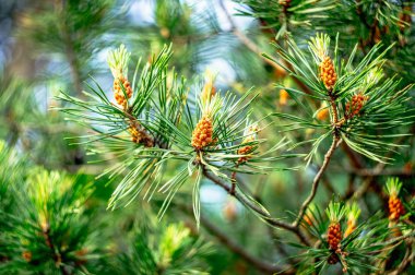 Bahar Çam tomurcukları. Bloomed Çamın dalları. Genç çam kozalağı.