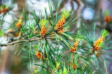Bahar Çam tomurcukları. Bloomed Çamın dalları. Genç çam kozalağı.