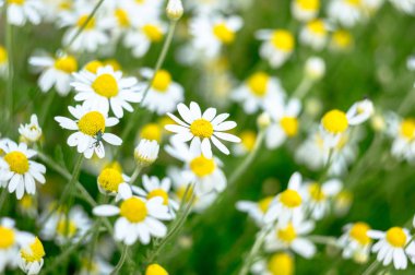 Yabani papatya çiçeği bir alan üzerinde. Güzel bokeh arka plan.