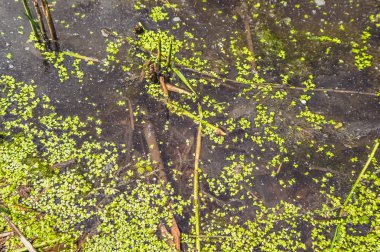 Yaz sıcağında su duckweed.