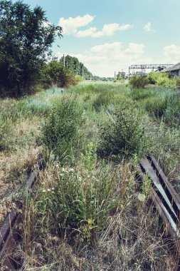 Terk edilmiş eski büyümüş bir parçası demiryolu.
